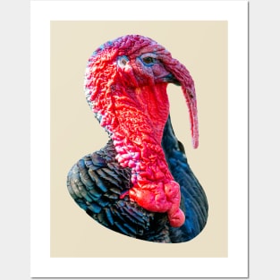 Tom Turkey Posters and Art